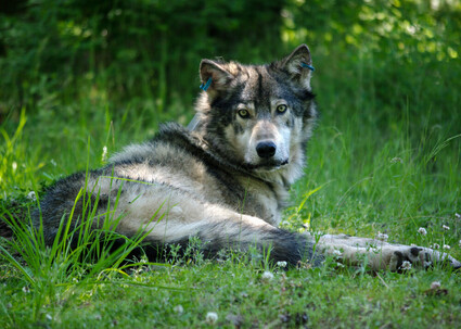 Oregon wolf